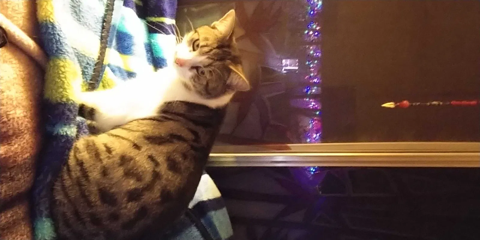 Lost cat in Santa Rosa, CA, 95407