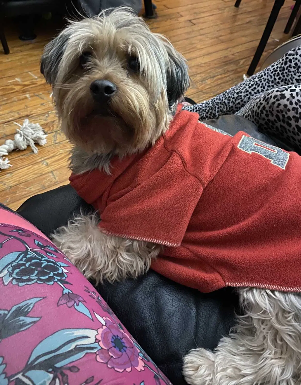 Lost dog in Brooklyn, NY, 11219