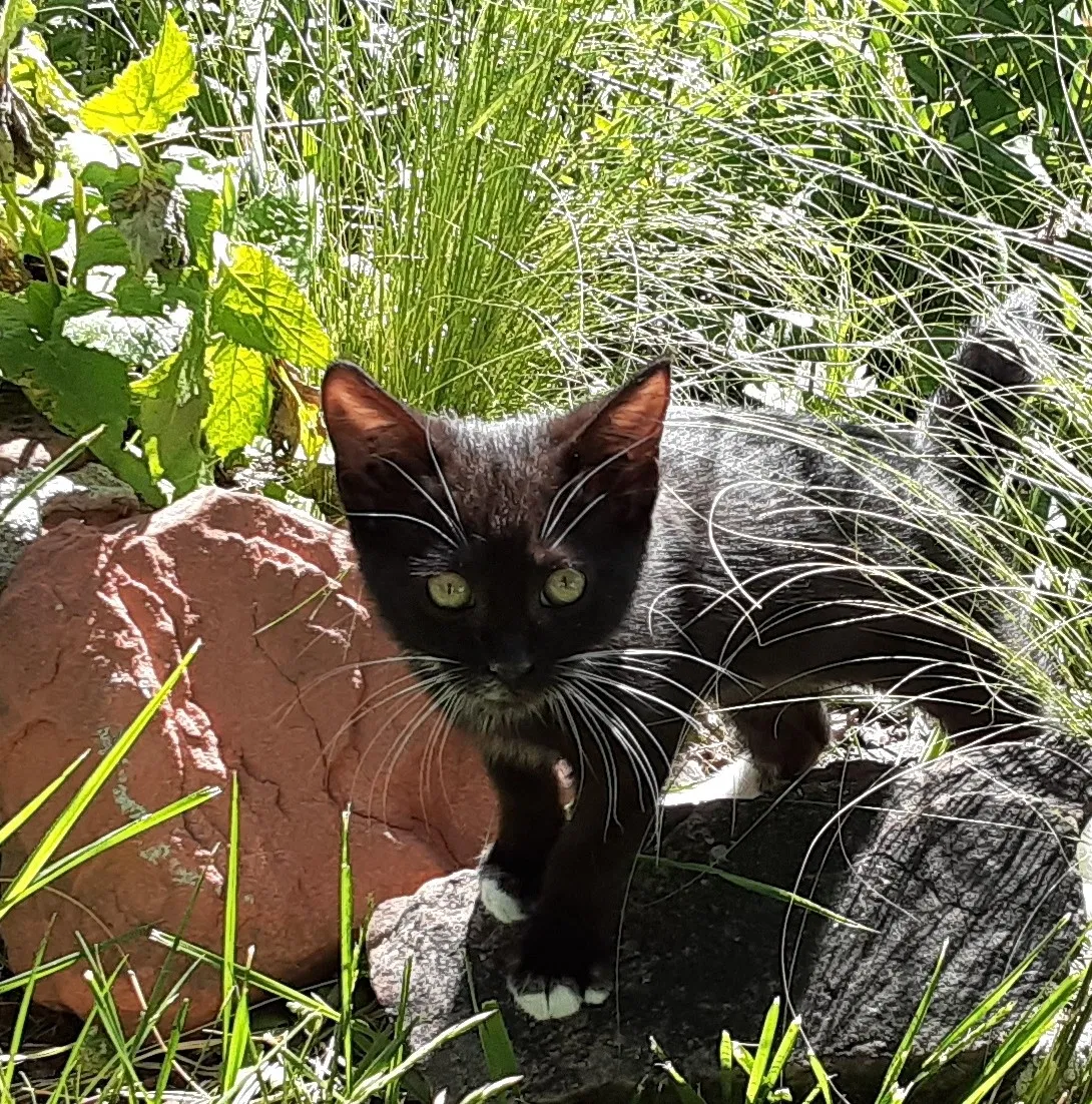 Lost cat in Colorado Springs, CO, 80909