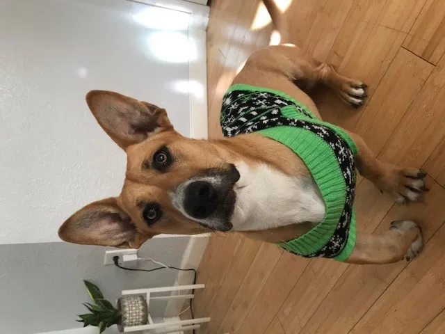 Lost dog in Escondido, CA, 92026