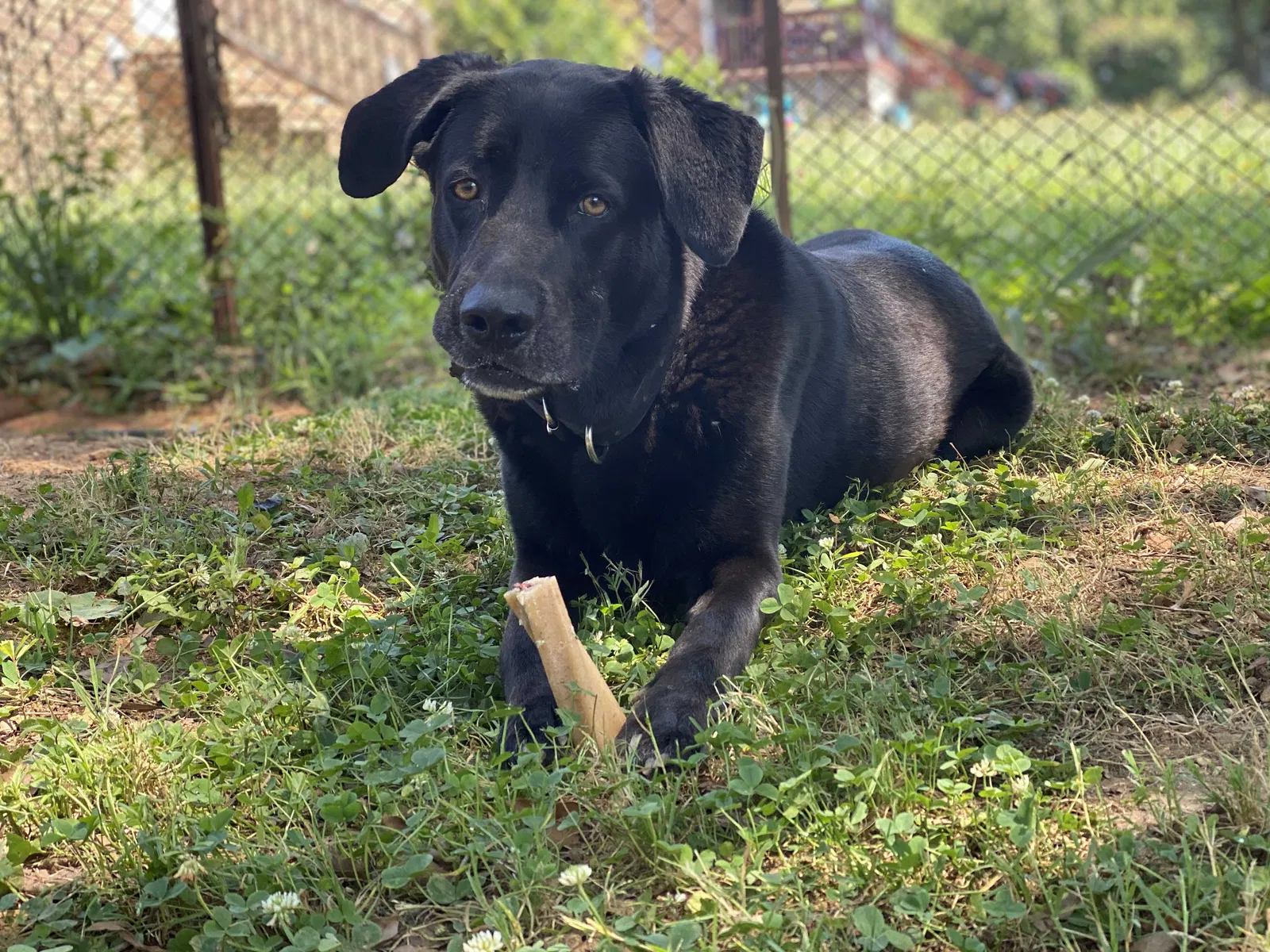 Lost dog in Easley, SC, 29640