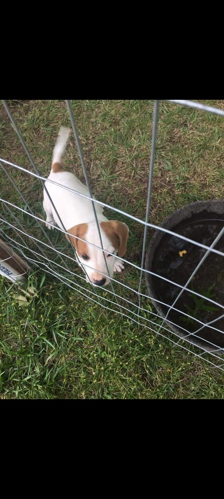 Lost dog in Tulsa, OK, 74128