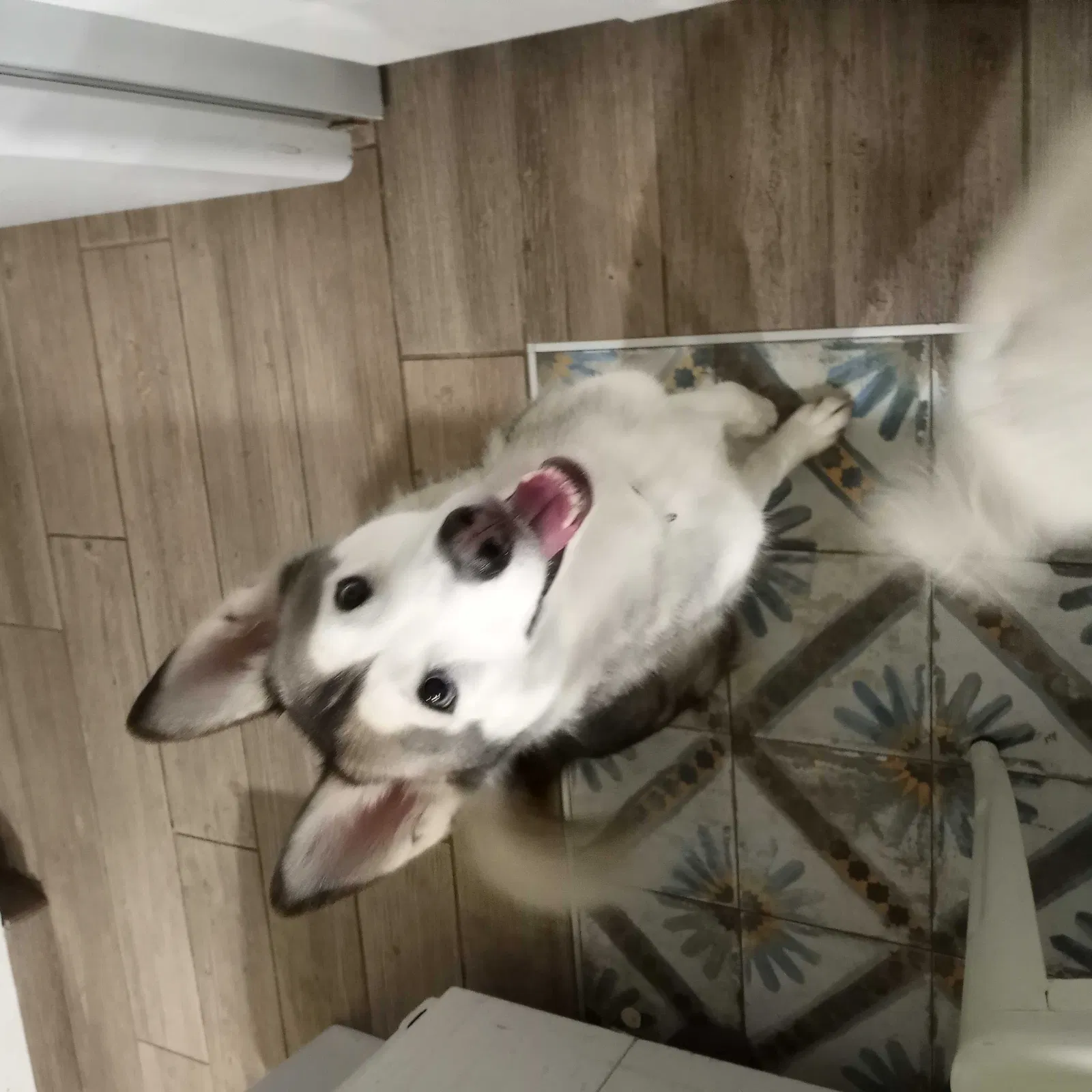 Lost dog in Tulsa, OK, 74128