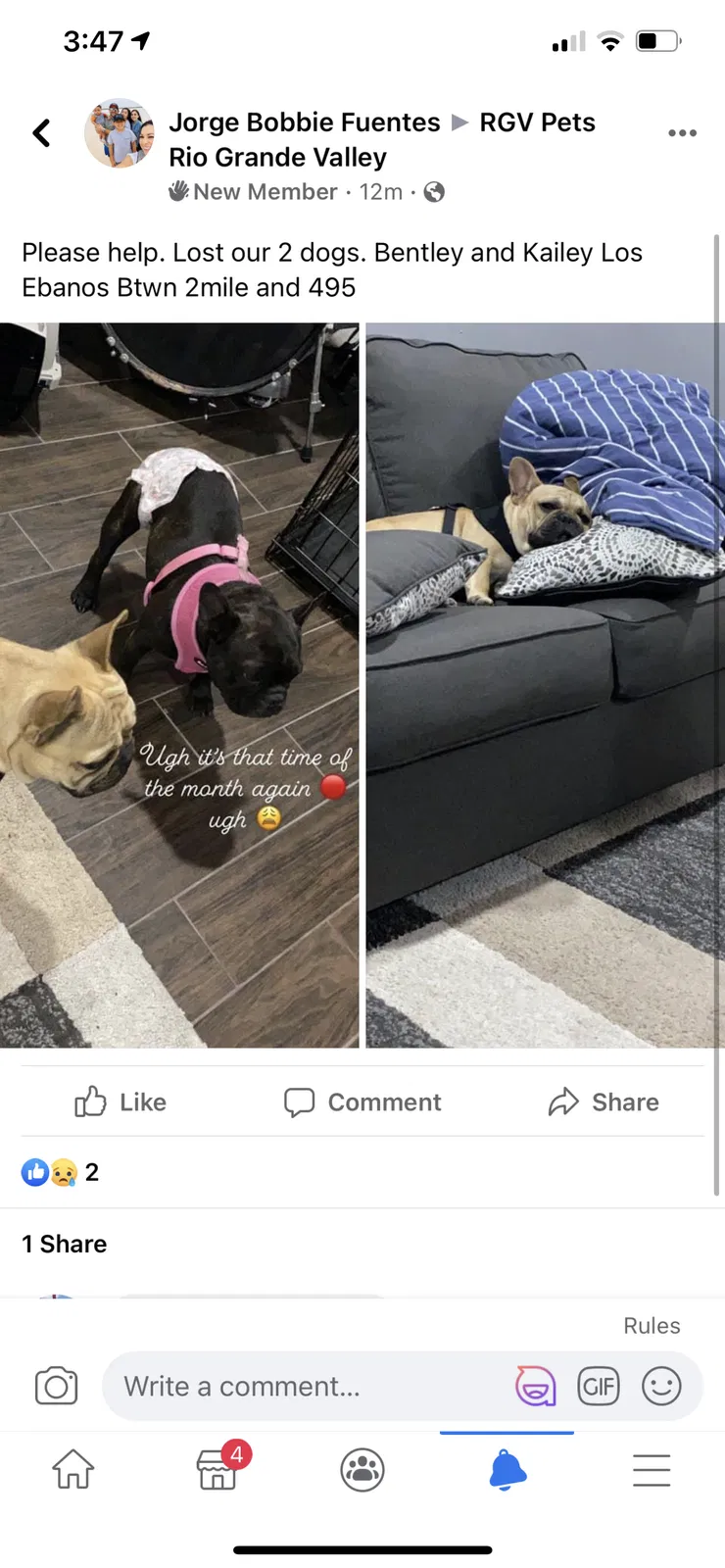 Lost dog in Mission, TX, 78574