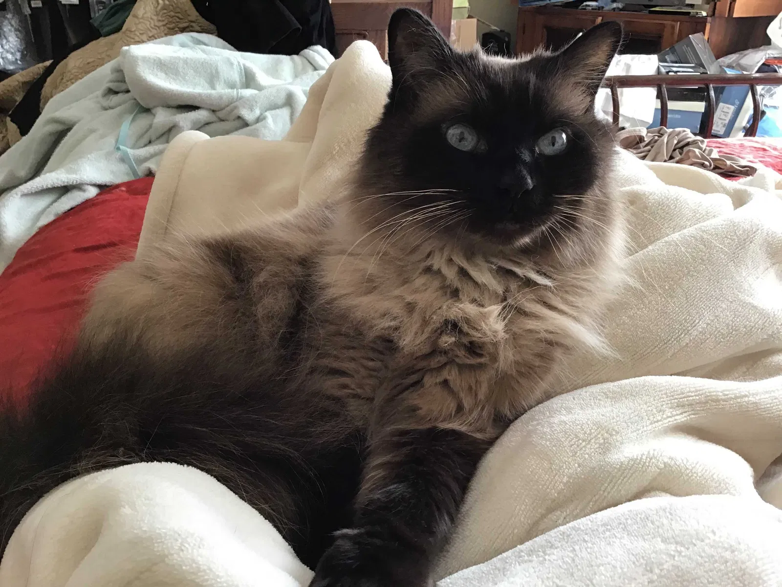 Lost cat in Fayetteville, AR, 72704