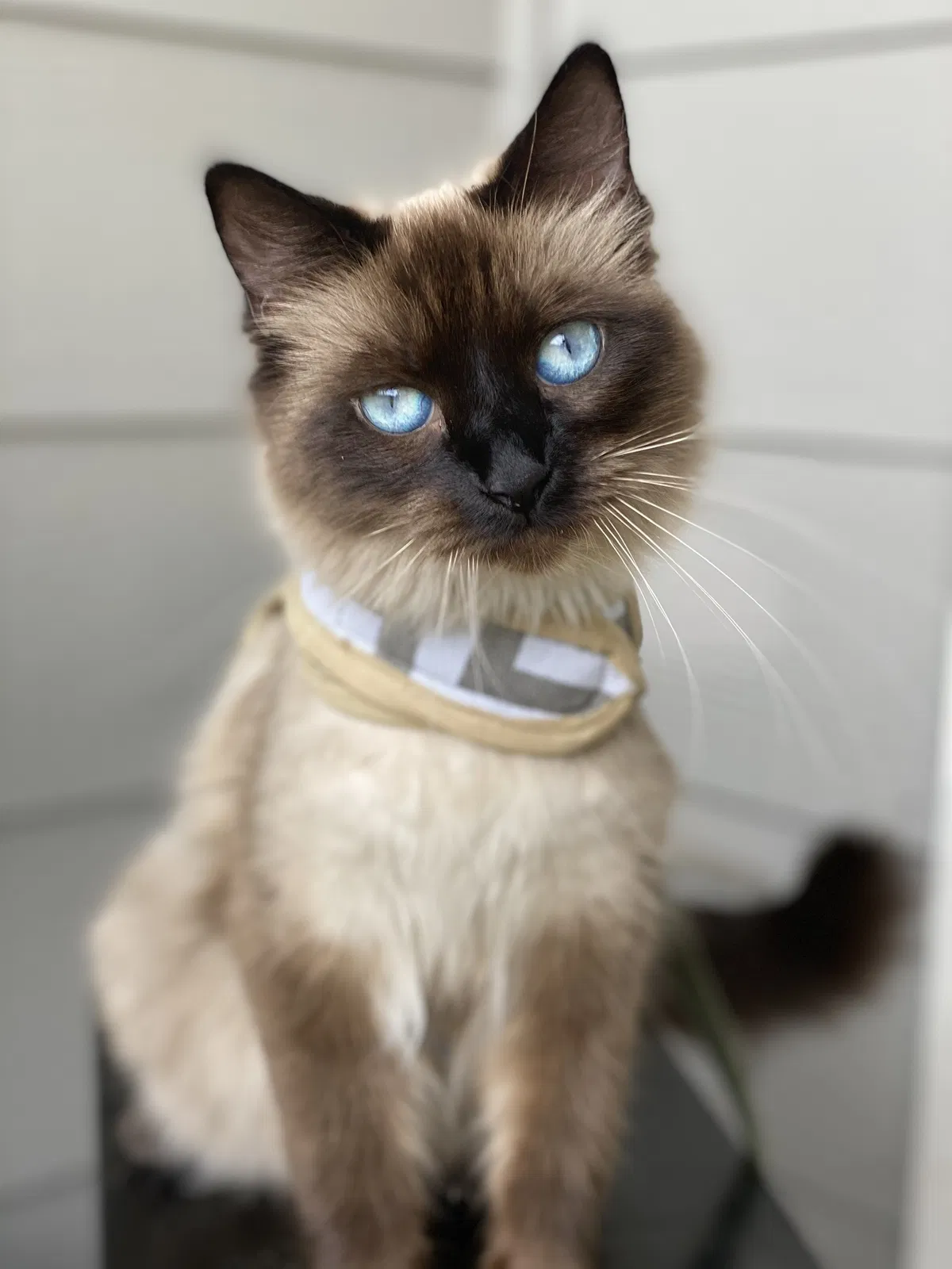 Lost cat in Denver, CO, 80230
