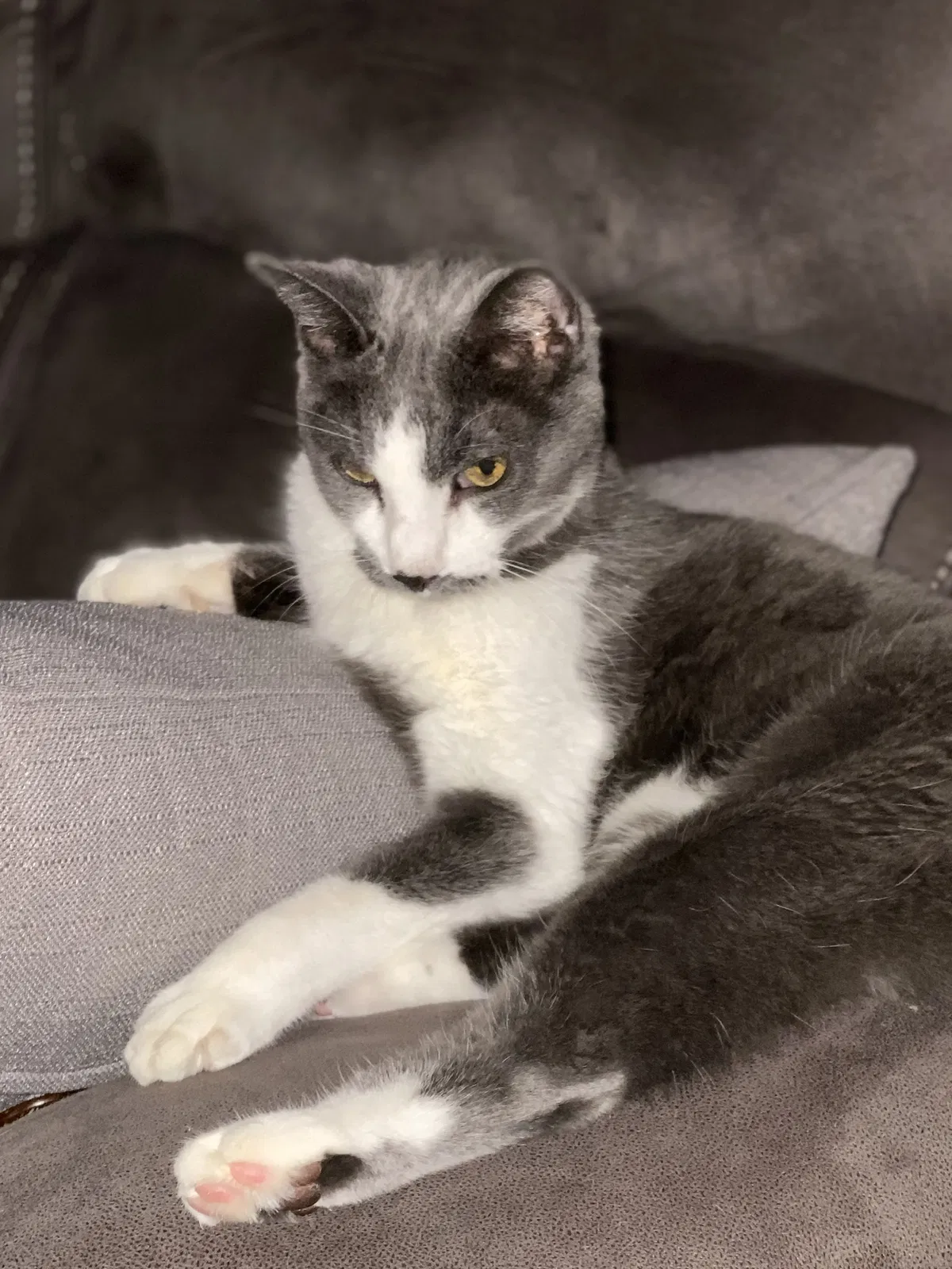 Lost cat in Liverpool, NY, 13090