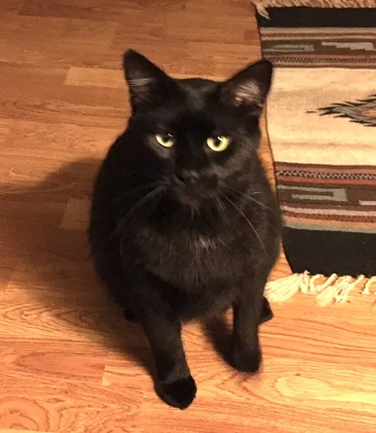 Lost cat in Saint Augustine, FL, 32095