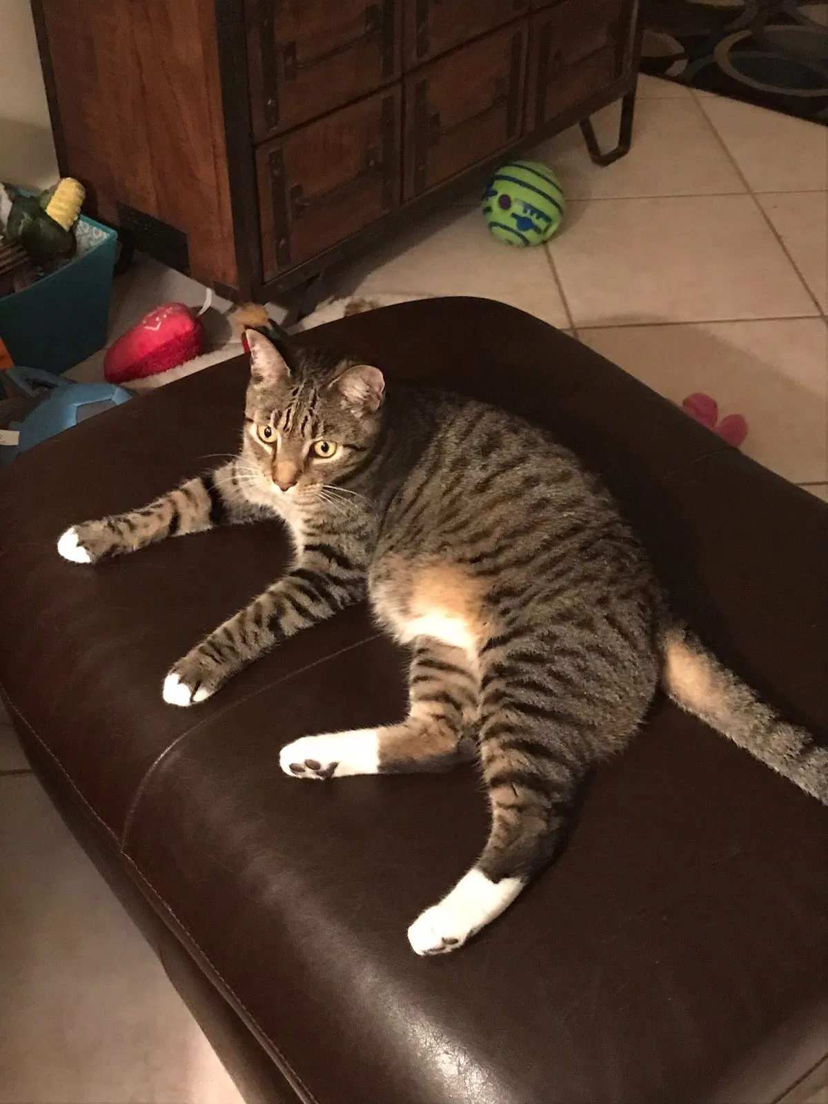 Lost cat in Fort Lauderdale, FL, 33334