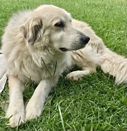 Lost dog in Denham Springs, LA, 70726