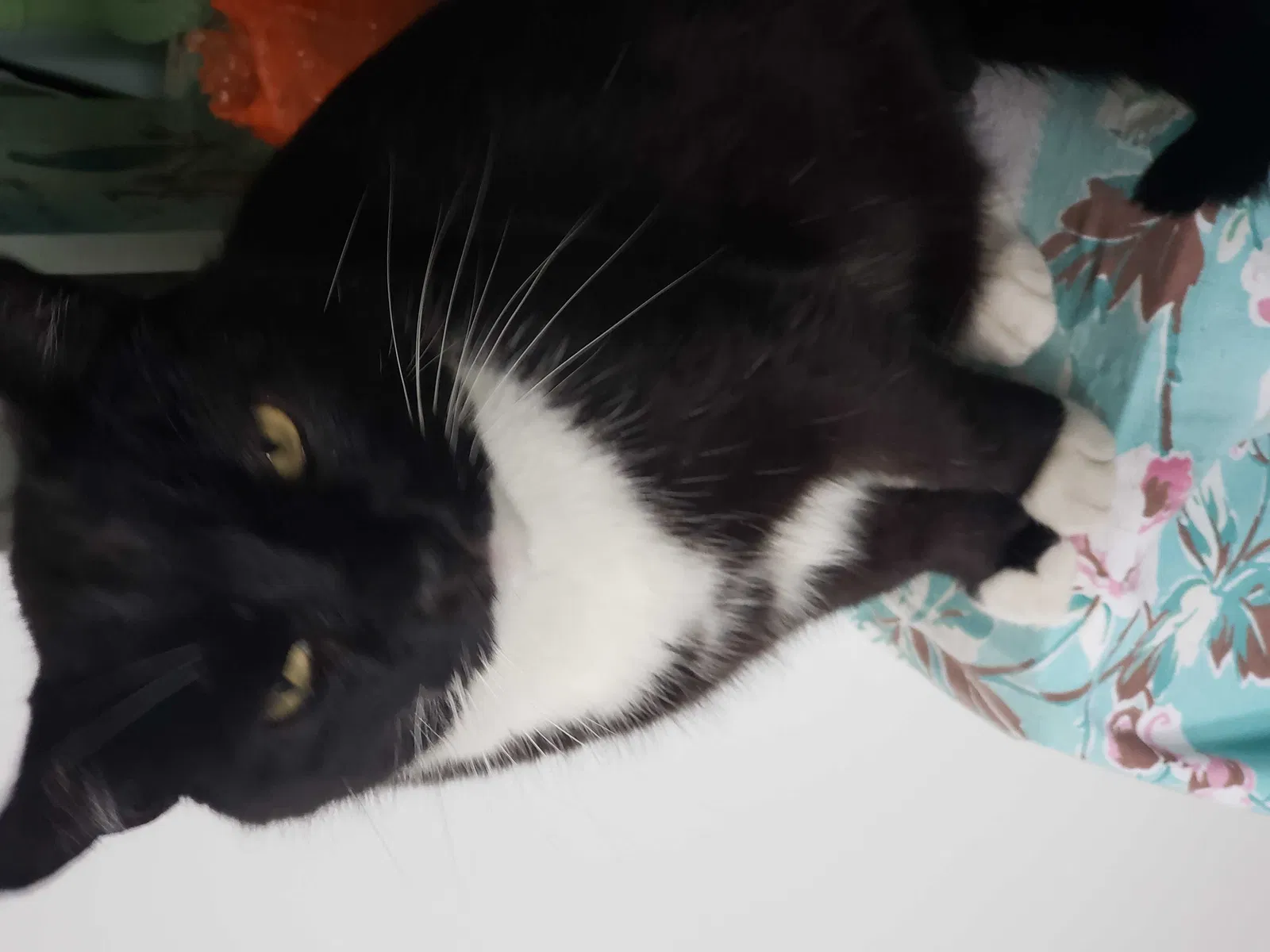 Lost cat in Kingsport, TN, 37664