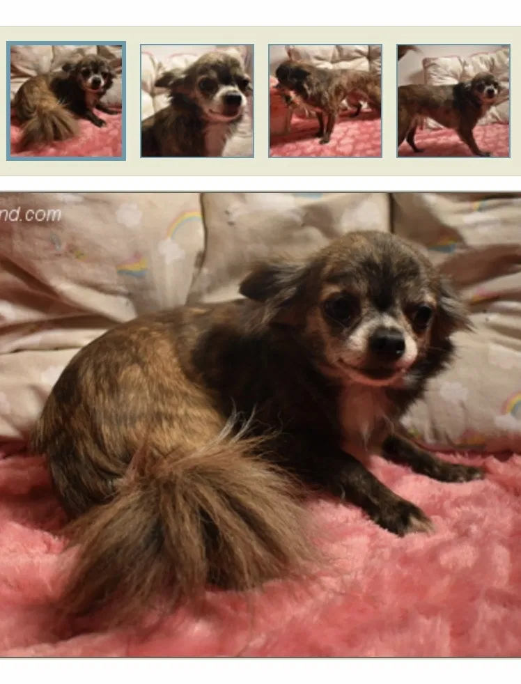 Lost dog in Derwood, MD, 20855