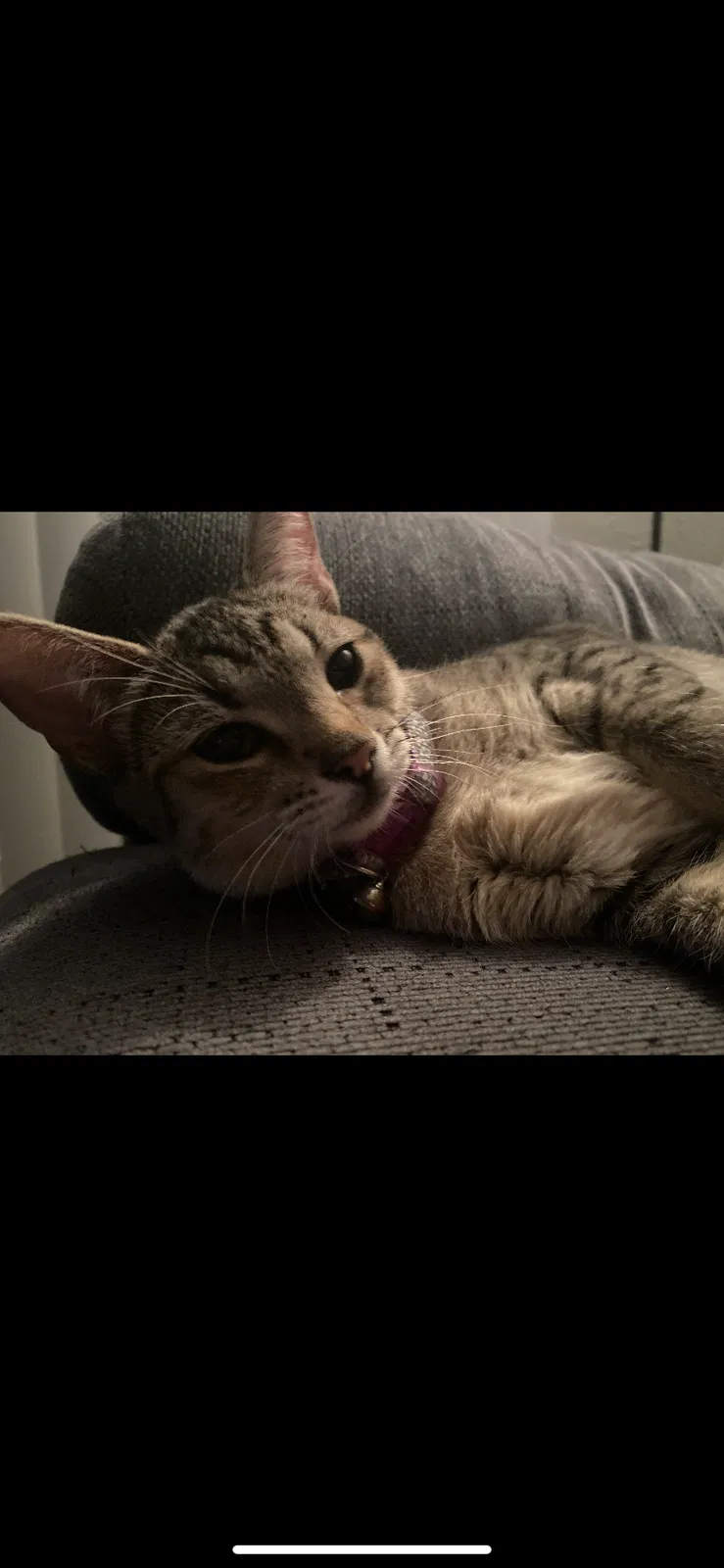 Lost cat in San Antonio, TX, 78213