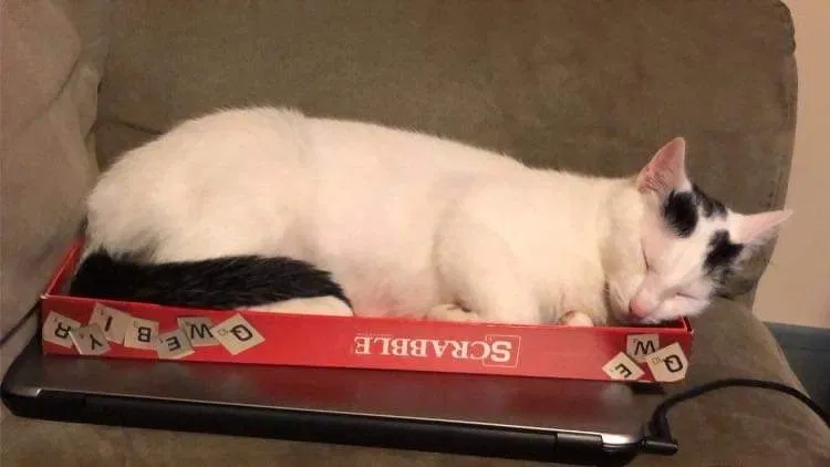 Lost cat in Mountville, PA, 17554