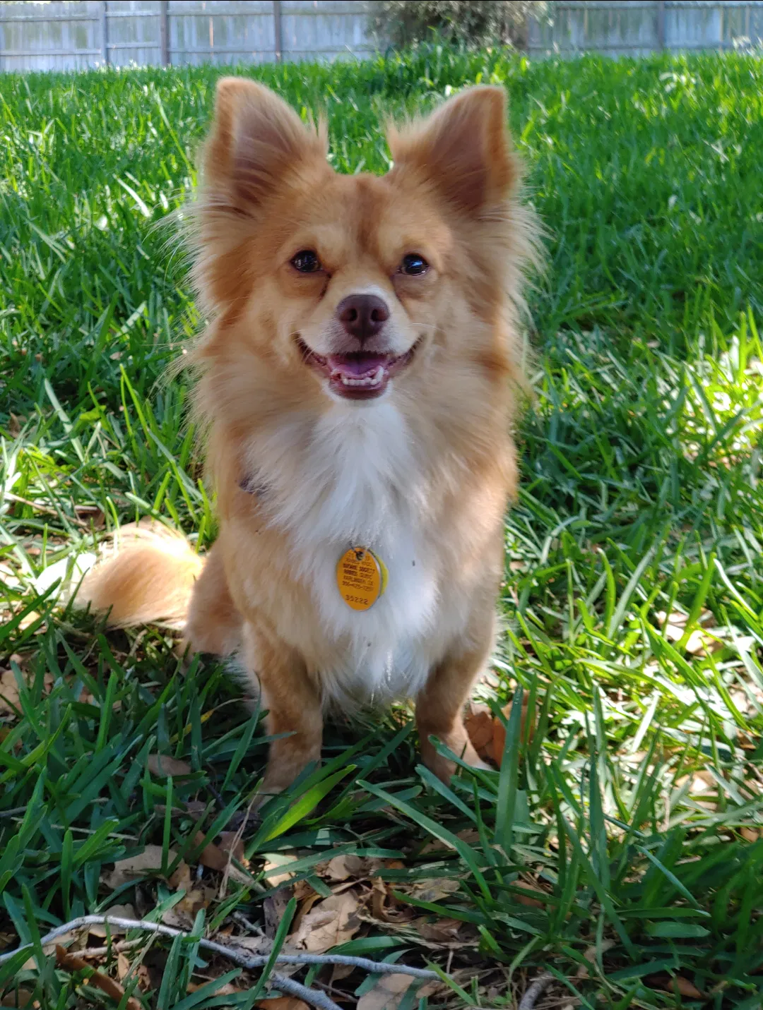 Lost dog in Harlingen, TX, 78552