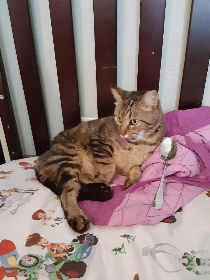 Lost cat in Milton, FL, 32571