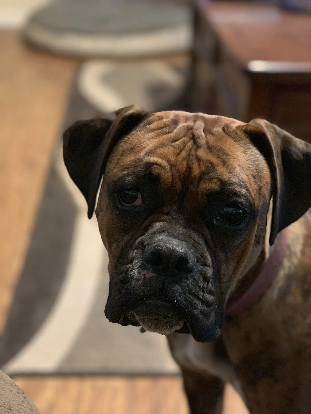 Lost dog in Corona, CA, 92881