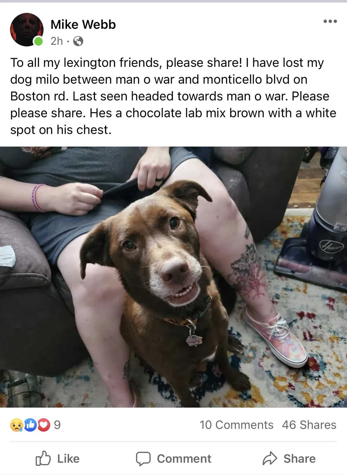 Lost dog in Lexington, KY, 40515