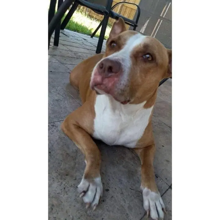 Lost dog in Lake Worth, FL, 33461