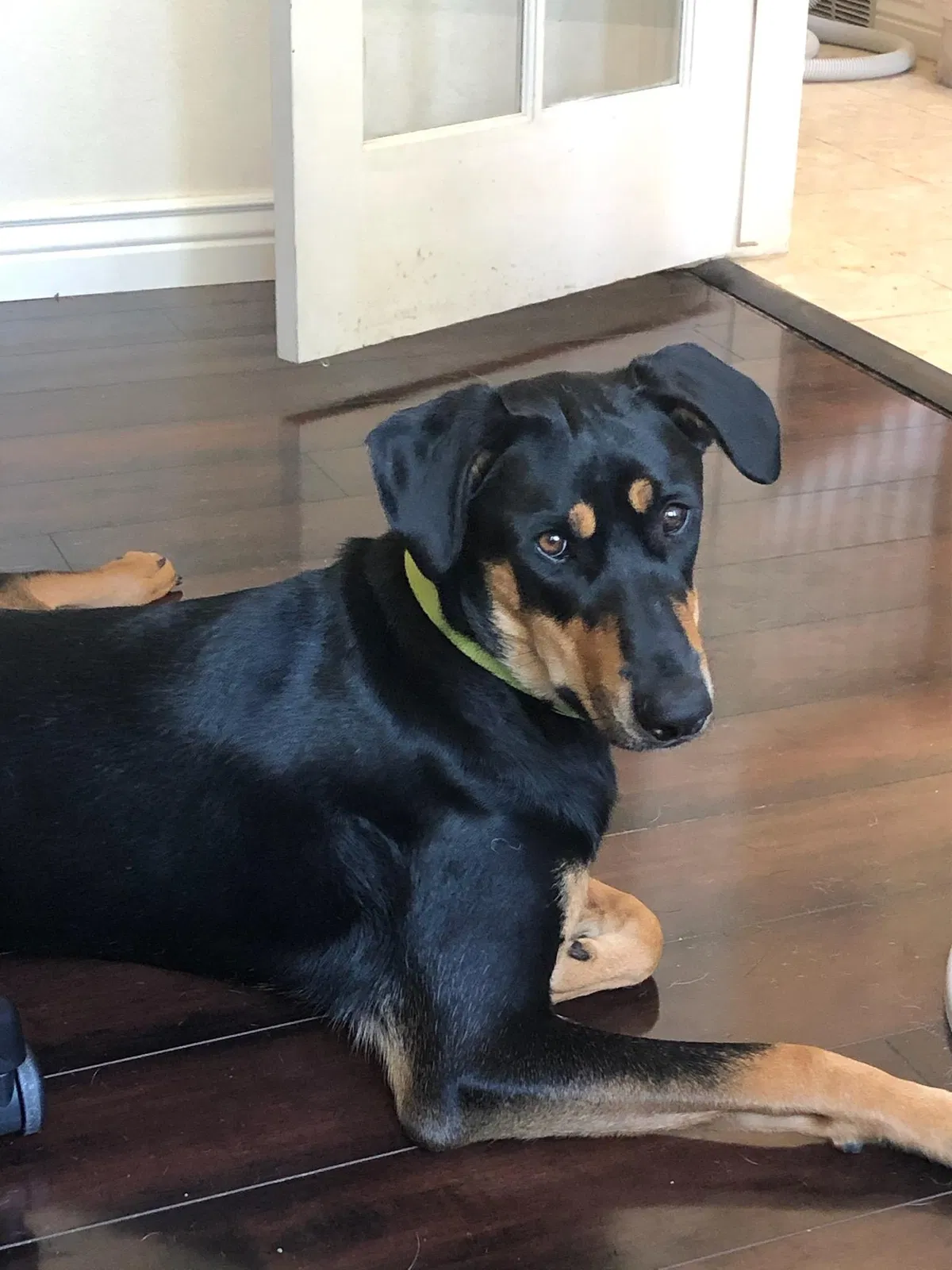 Lost dog in Amarillo, TX, 79124