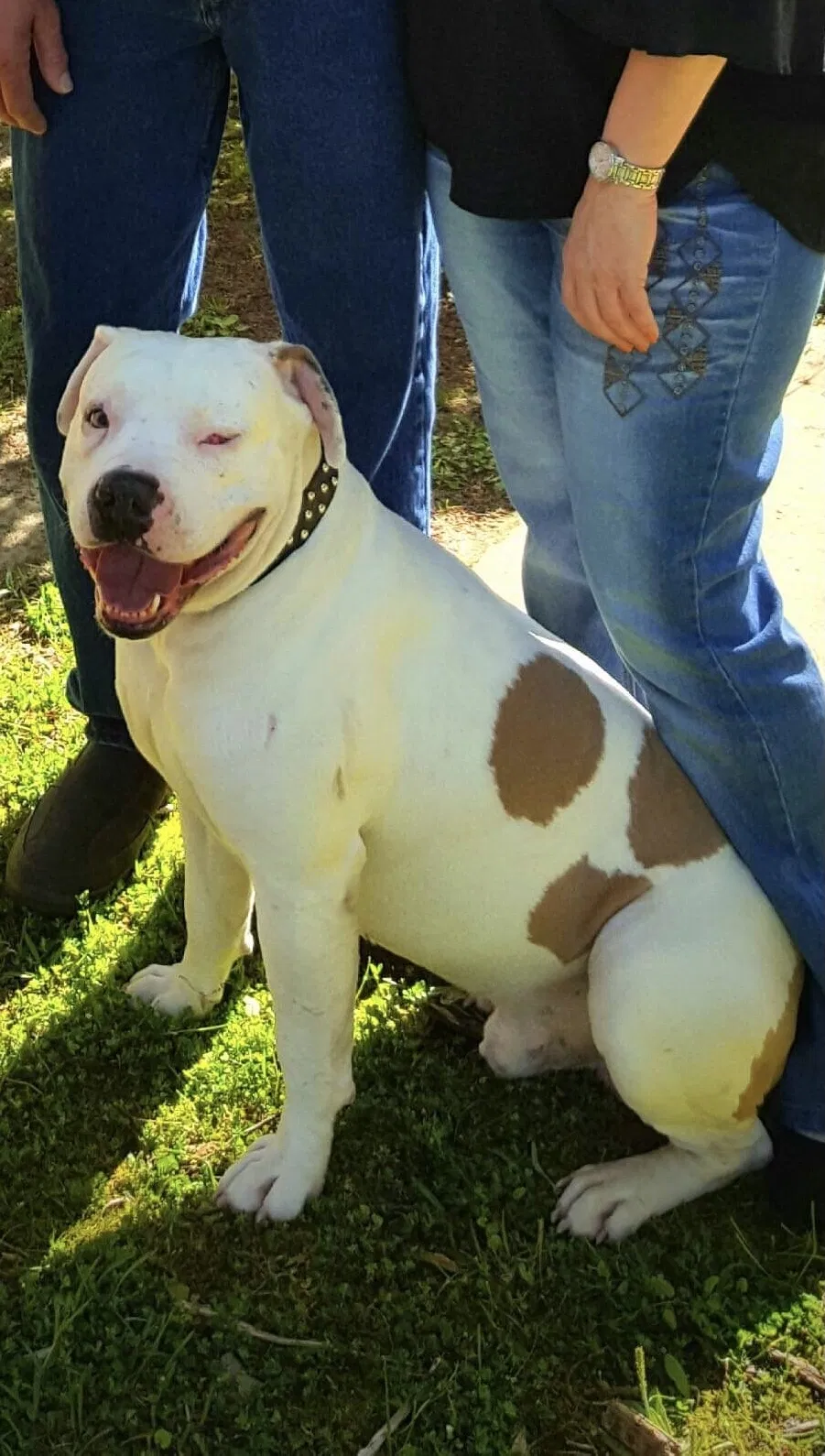 Lost dog in Eight Mile, AL, 36613