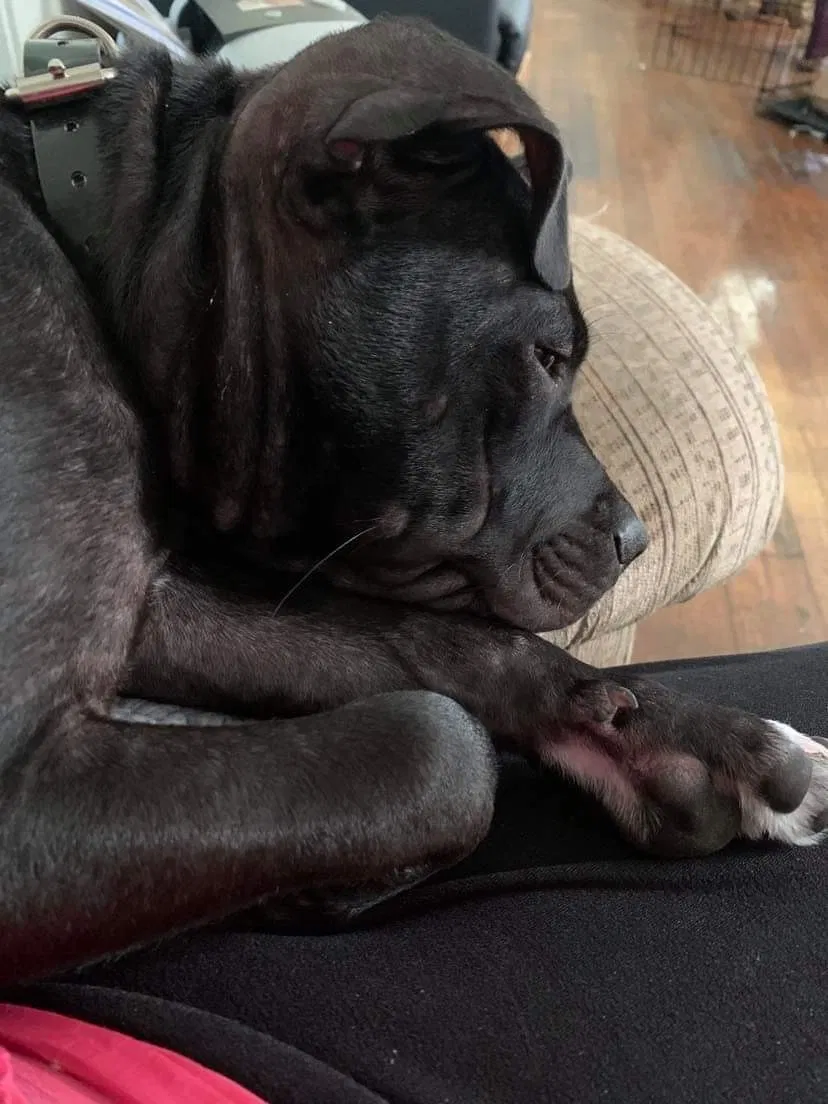 Lost dog in Charleston, WV, 25387