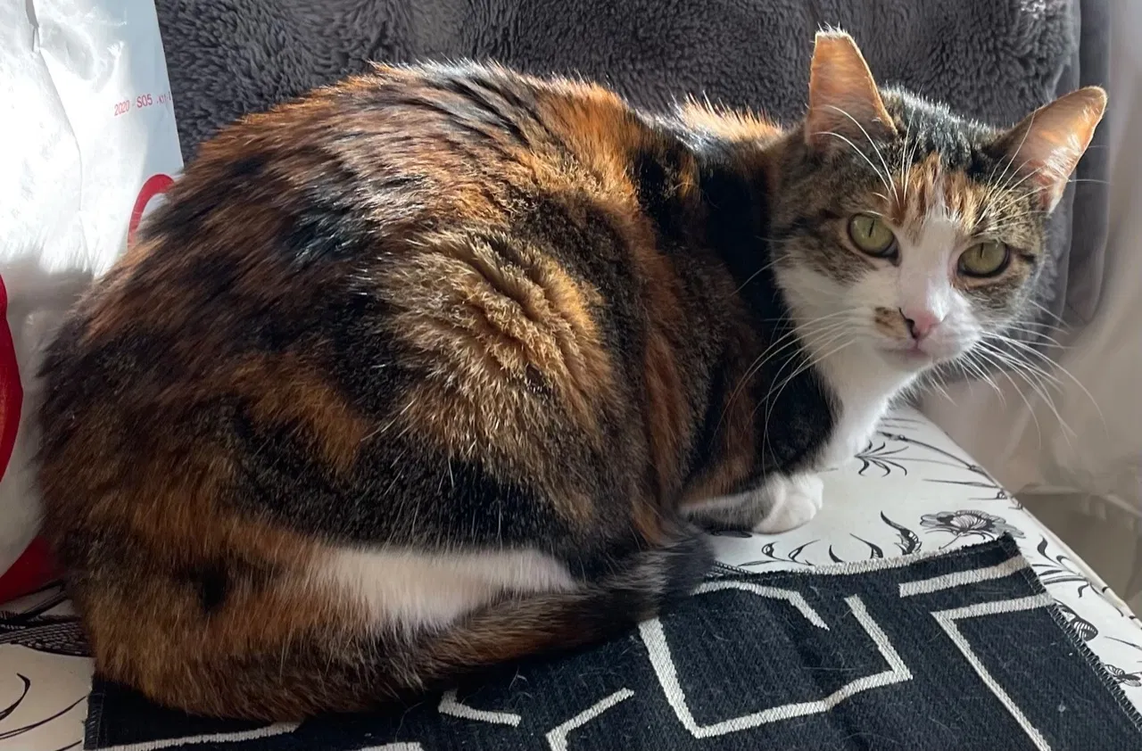 Lost cat in Laguna Beach, CA, 92651