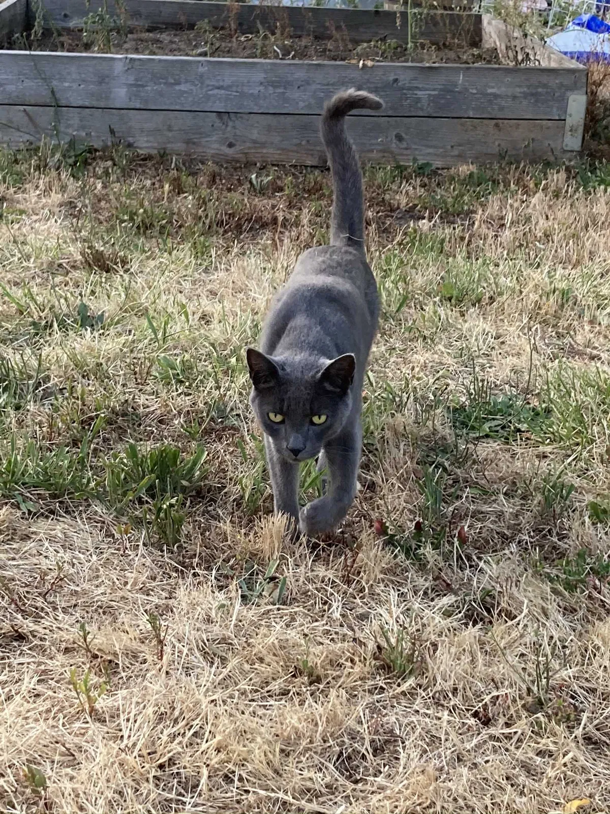 Lost cat in Eugene, OR, 97408