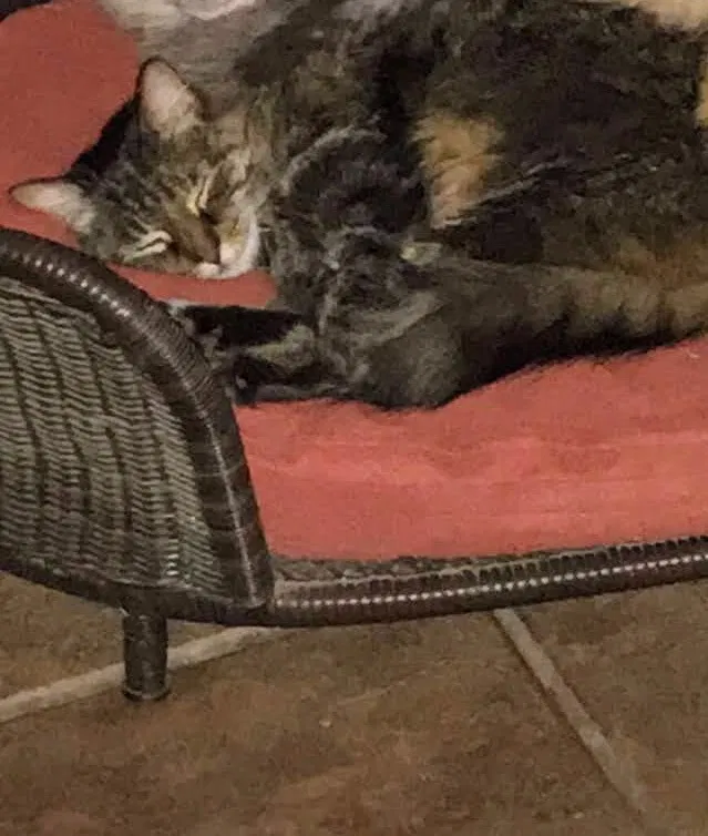 Lost cat in Robertsdale, AL, 36567