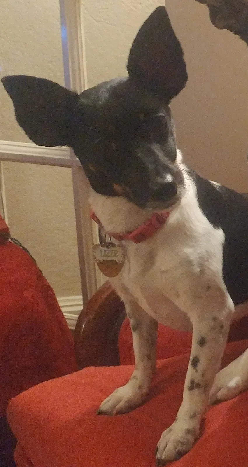 Lost dog in Mobile, AL, 36606