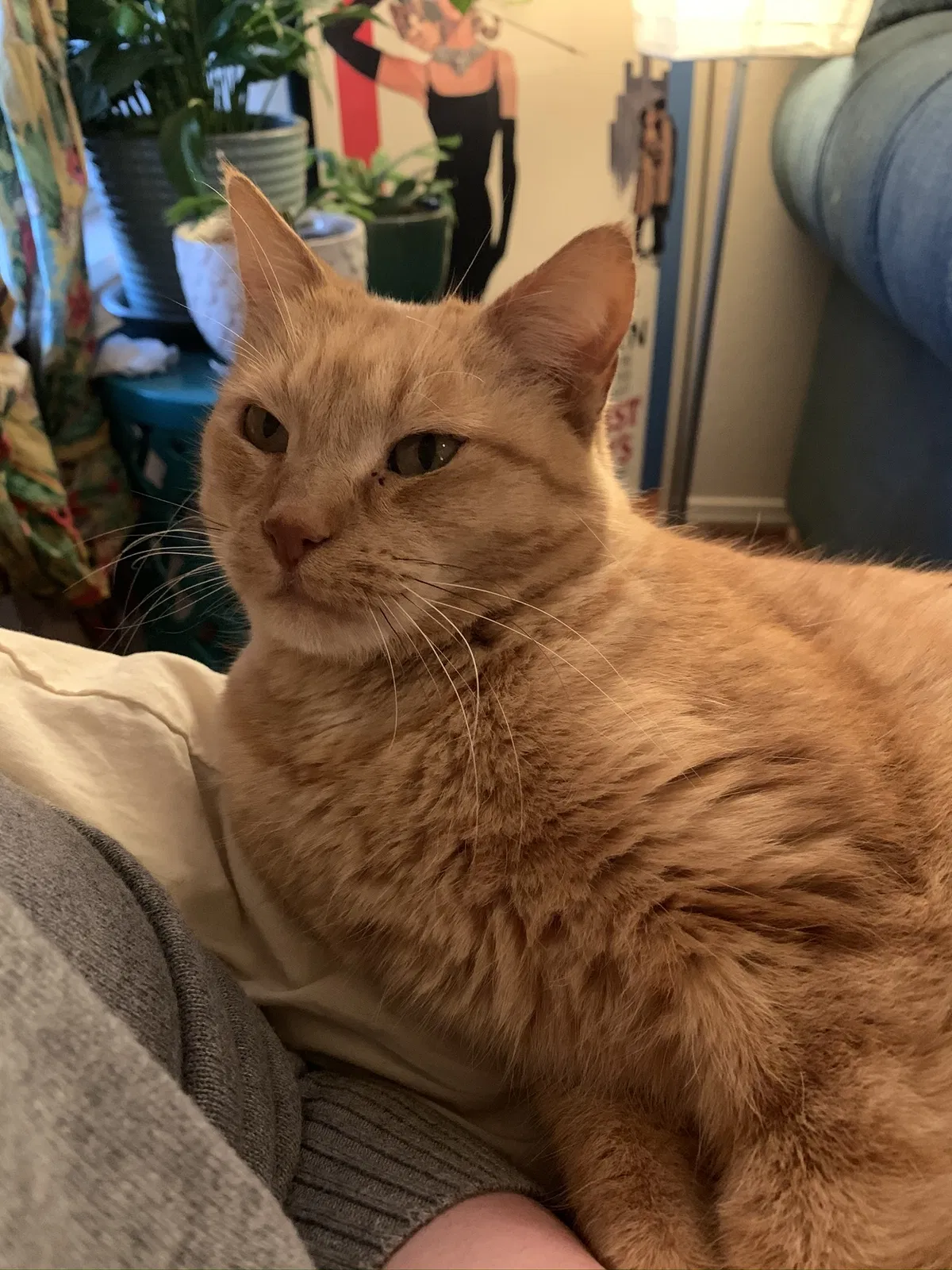 Lost cat in Fayetteville, AR, 72703