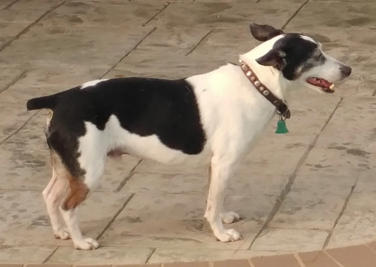 Lost dog in Mobile, AL, 36606