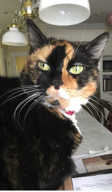 Lost cat in Westfield, NJ, 7090