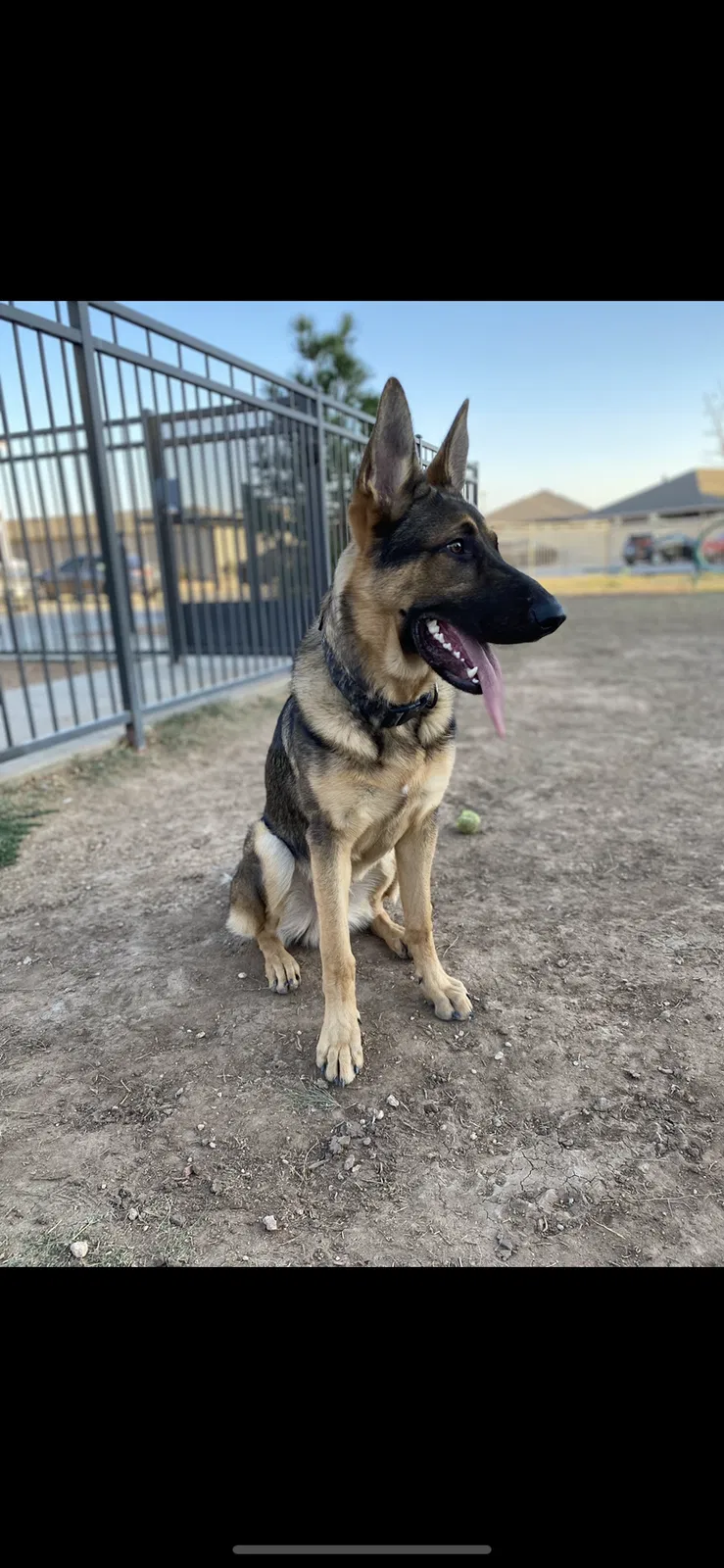 Lost dog in Midland, TX, 79705