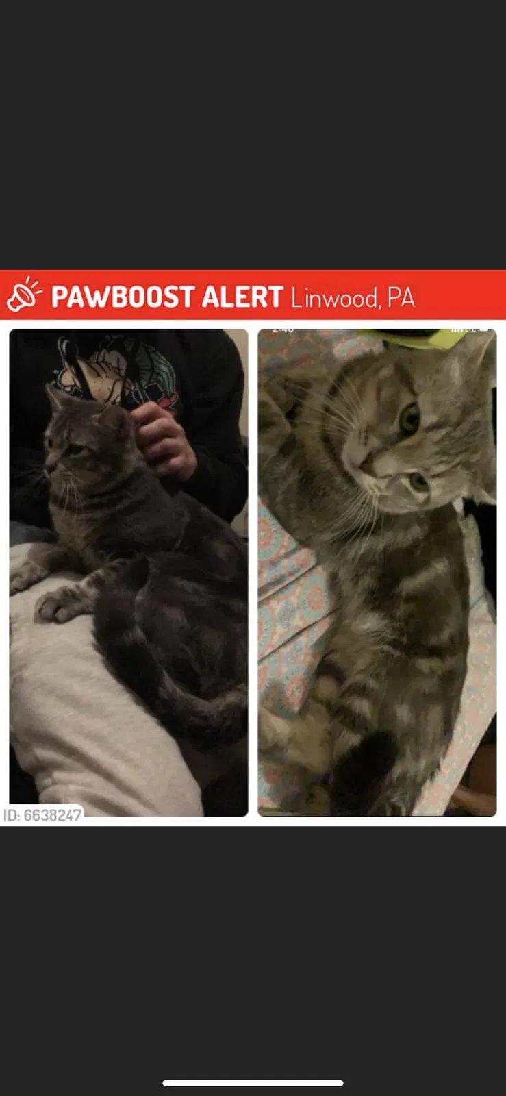 Lost cat in Marcus Hook, PA, 19061