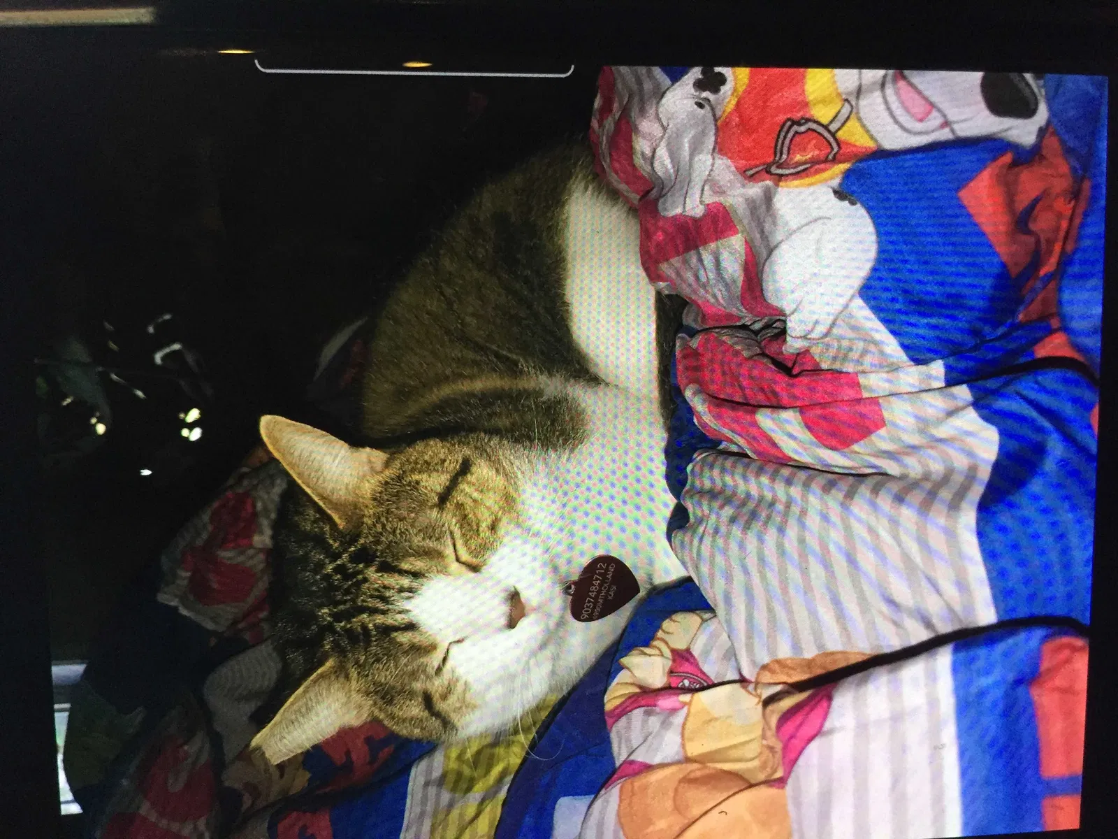 Lost cat in Texarkana, AR, 71854
