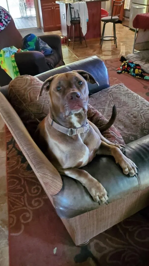 Lost dog in Seminole, FL, 33777