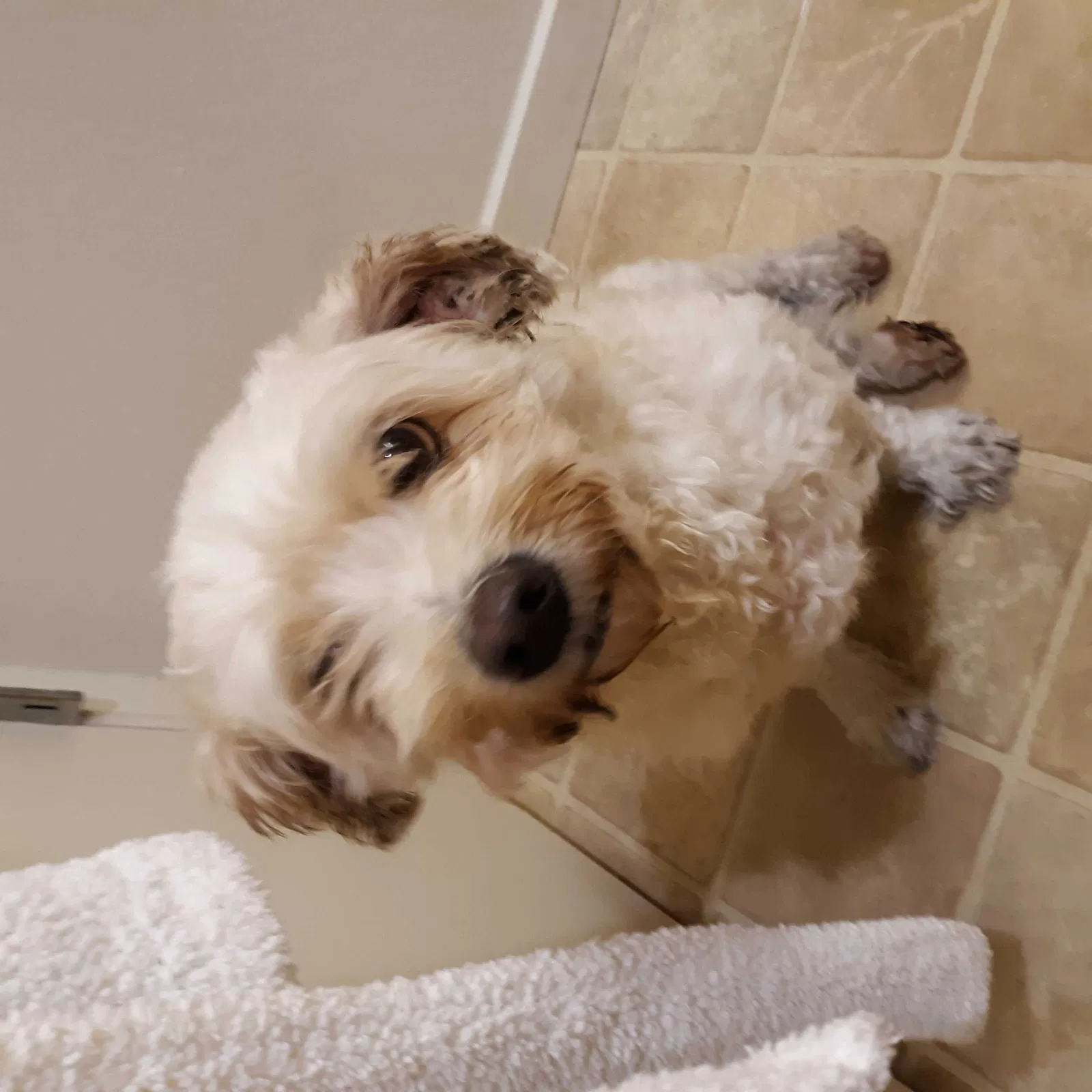 Lost dog in Santa Rosa, CA, 95404