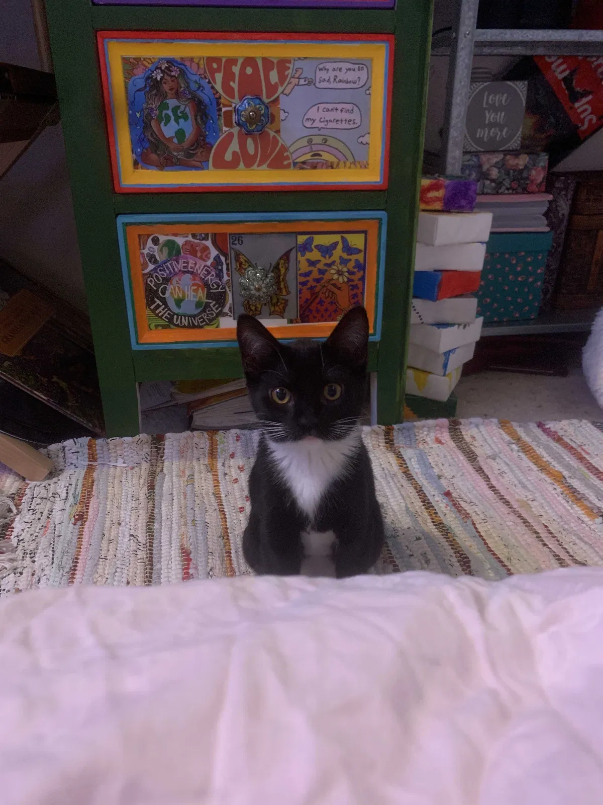 Lost cat in Roseville, CA, 95747