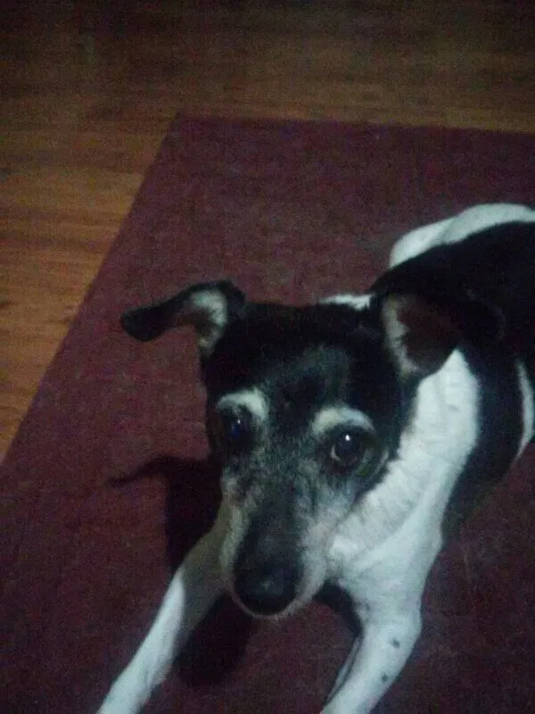 Lost dog in Spencer, IN, 47460