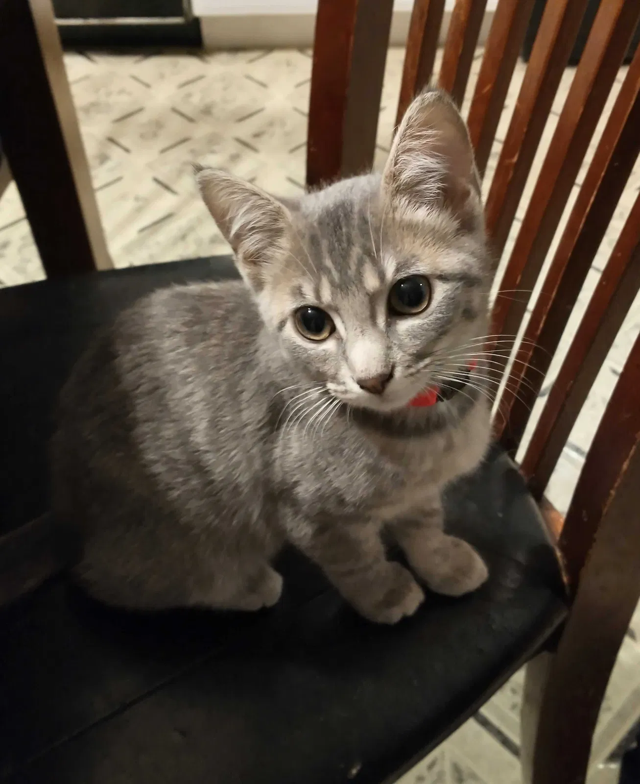 Lost cat in Terre Haute, IN, 47803