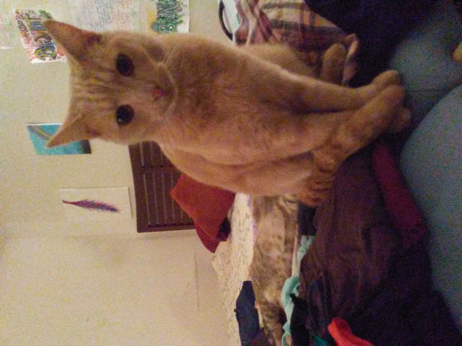 Lost cat in Greensboro, NC, 27409