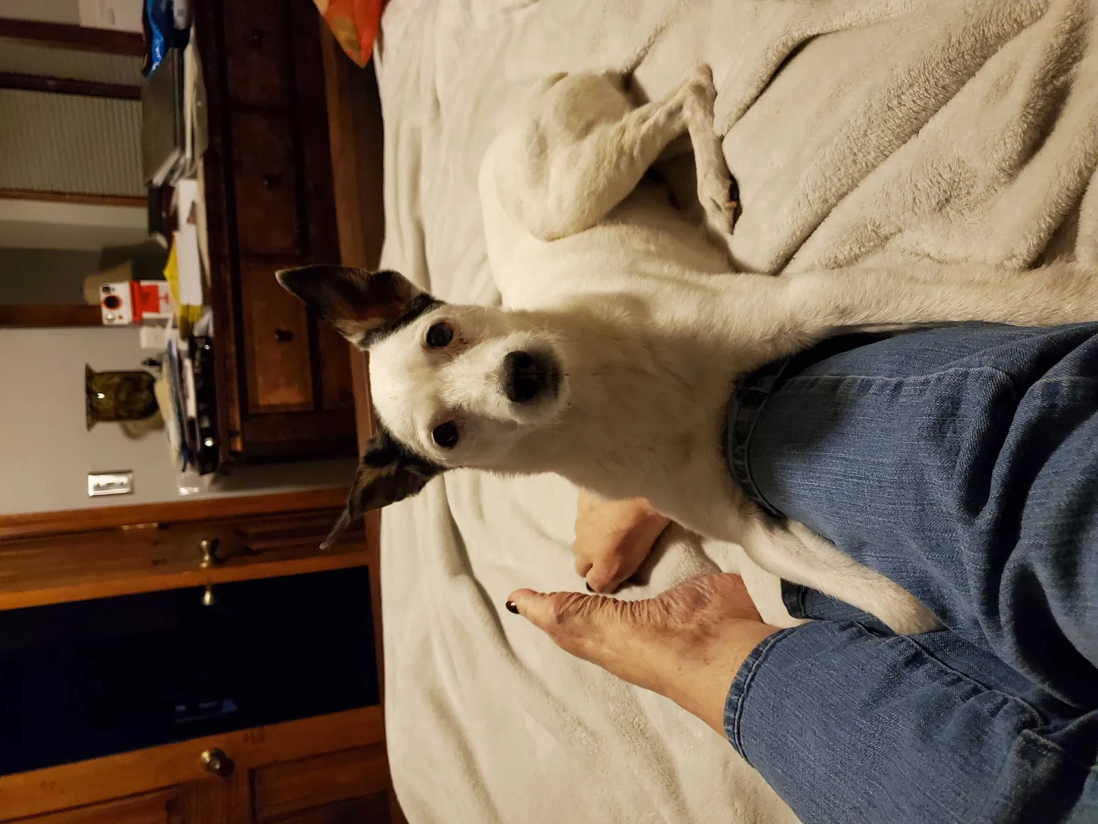 Lost dog in Unknown, CO, 89631