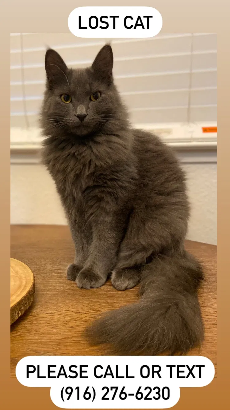 Lost cat in Rocklin, CA, 95765