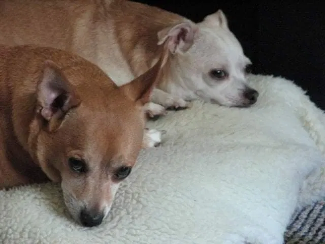 Lost dog in Portage, IN, 46368