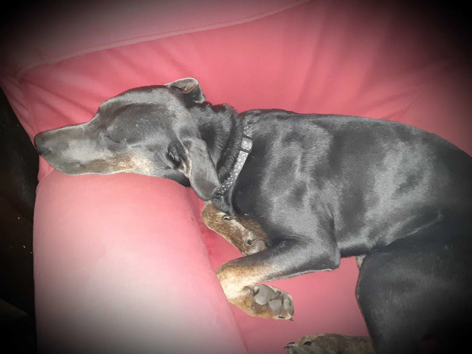 Lost dog in Mount Airy, NC, 27030