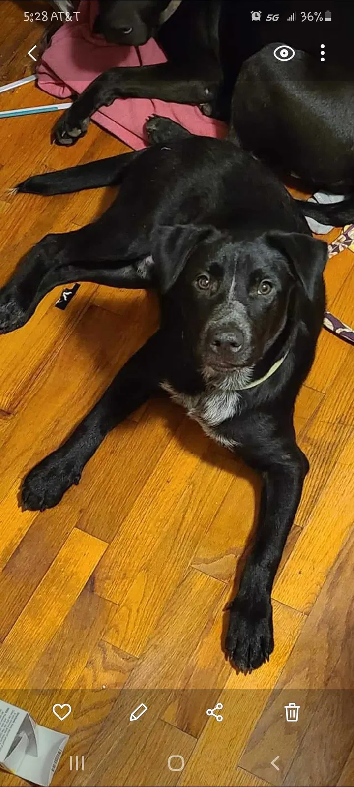 Lost dog in Lonsdale, AR, 72087