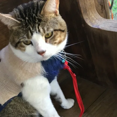 Lost cat in Texarkana, AR, 71854