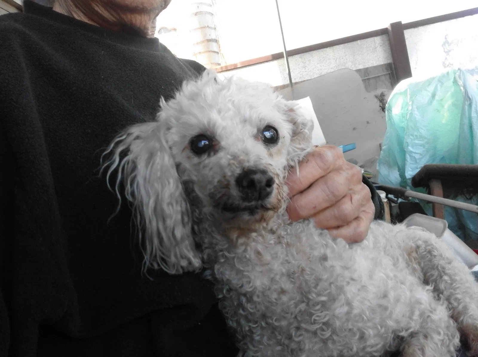Found dog in South Gate, CA, 90280