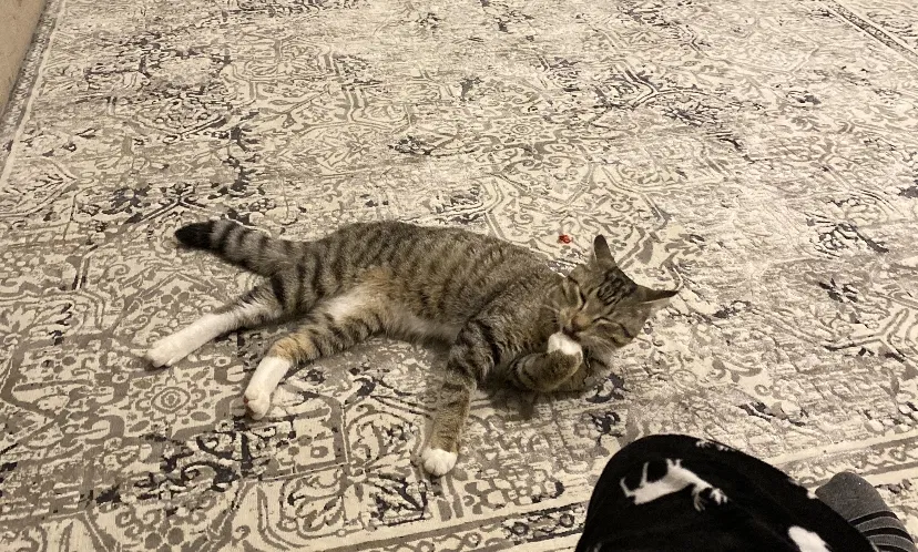Lost cat in Gunter, TX, 75058